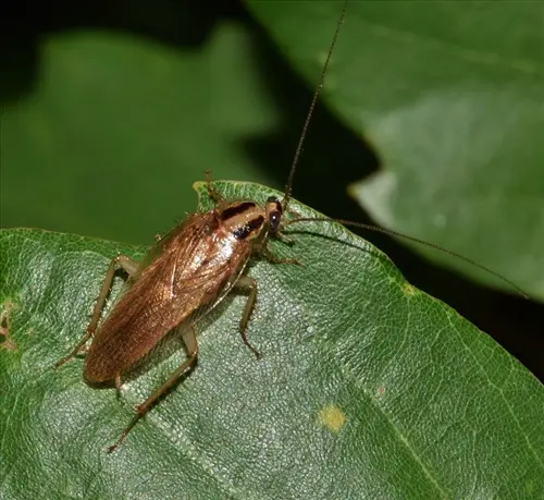 Exclusive Pest Control Leads Ashburn Virginia