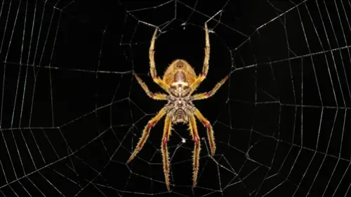 Exclusive-Pest-Control-Leads--in-Austin-Texas-exclusive-pest-control-leads-austin-texas-8.jpg-image