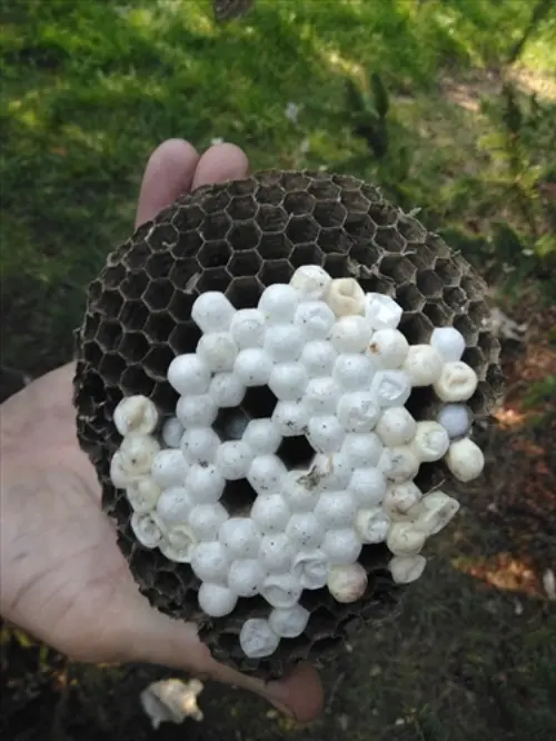 Exclusive-Pest-Control-Leads--in-Cleveland-Ohio-exclusive-pest-control-leads-cleveland-ohio-4.jpg-image