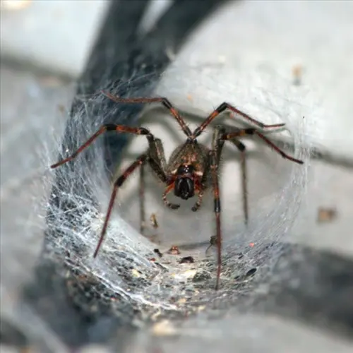 Exclusive-Pest-Control-Leads--in-Corpus-Christi-Texas-exclusive-pest-control-leads-corpus-christi-texas.jpg-image