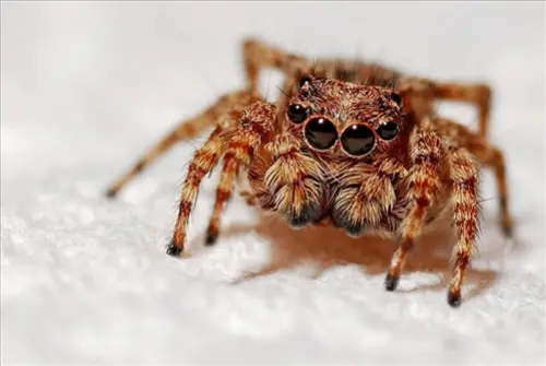 Exclusive-Pest-Control-Leads--in-Fresno-California-exclusive-pest-control-leads-fresno-california-10.jpg-image