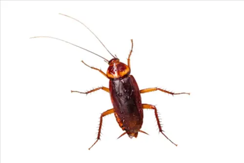 Exclusive-Pest-Control-Leads--in-Garland-Texas-exclusive-pest-control-leads-garland-texas-3.jpg-image