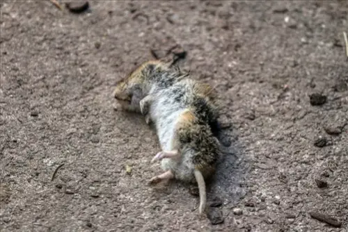 Exclusive-Pest-Control-Leads--in-Knoxville-Tennessee-exclusive-pest-control-leads-knoxville-tennessee-2.jpg-image