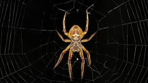 Exclusive-Pest-Control-Leads--in-Knoxville-Tennessee-exclusive-pest-control-leads-knoxville-tennessee-8.jpg-image