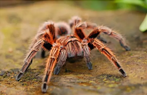 Exclusive-Pest-Control-Leads--in-Las-Vegas-Nevada-exclusive-pest-control-leads-las-vegas-nevada-9.jpg-image