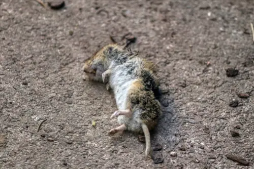 Exclusive-Pest-Control-Leads--in-Minneapolis-Minnesota-exclusive-pest-control-leads-minneapolis-minnesota-2.jpg-image