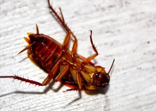 Exclusive-Pest-Control-Leads--in-Riverside-California-exclusive-pest-control-leads-riverside-california-7.jpg-image