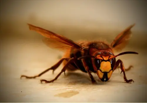 Exclusive-Pest-Control-Leads--in-Tampa-Florida-exclusive-pest-control-leads-tampa-florida-1.jpg-image