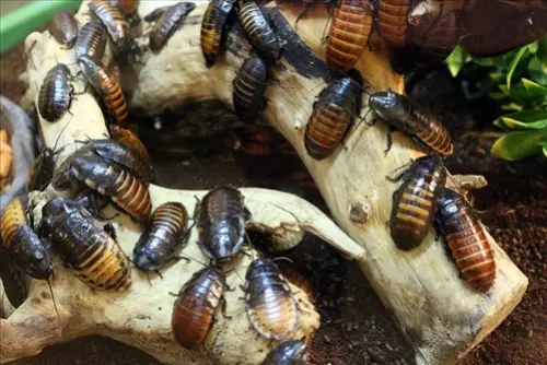 Exclusive-Pest-Control-Leads--in-Virginia-Beach-Virginia-exclusive-pest-control-leads-virginia-beach-virginia-5.jpg-image